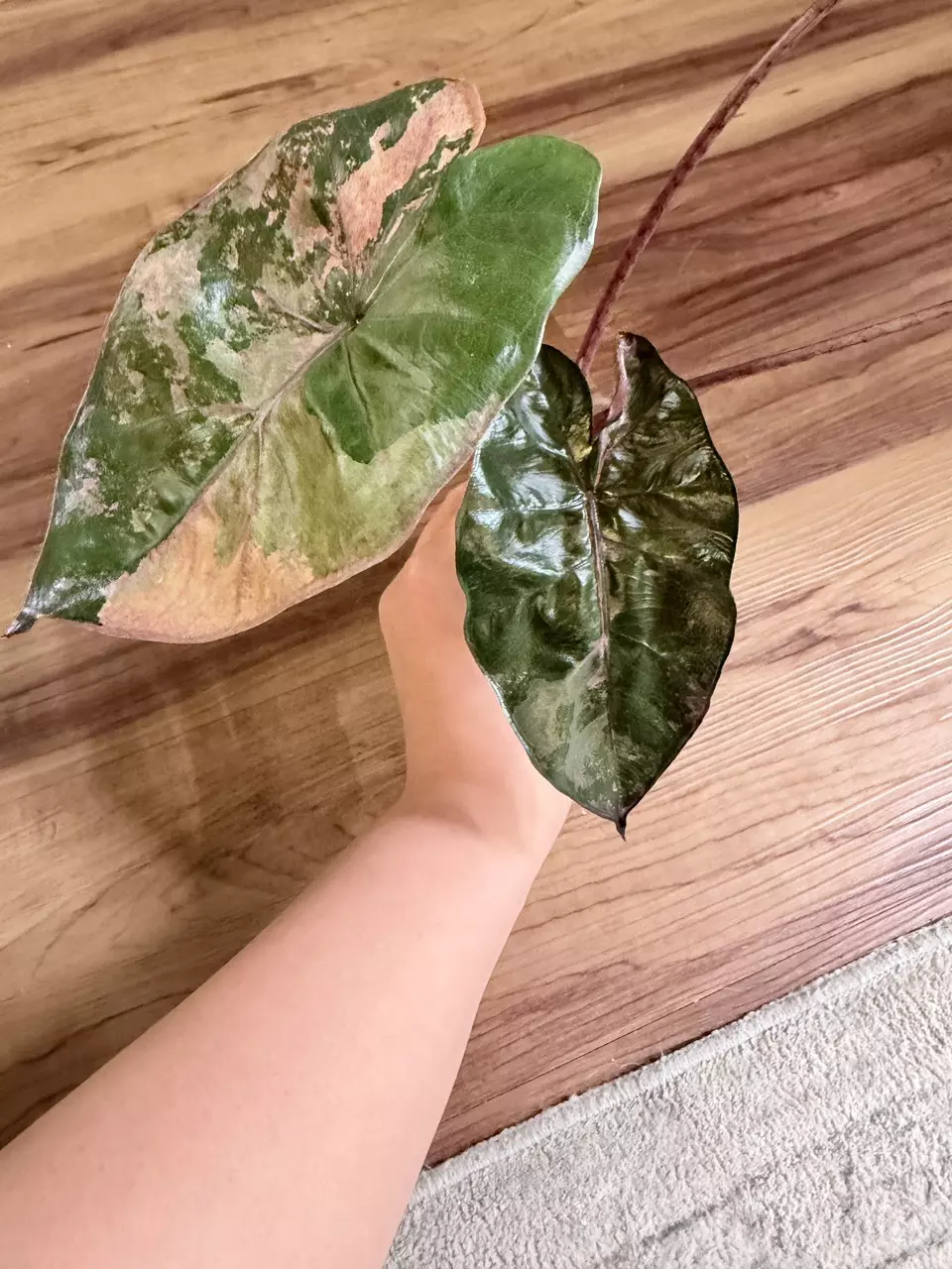 Alocasia Plumbea Pink thumbnail