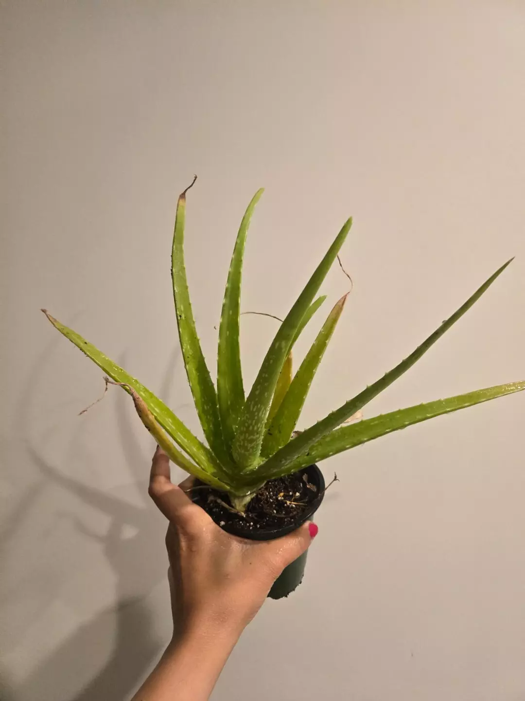 Aloe Vera thumbnail