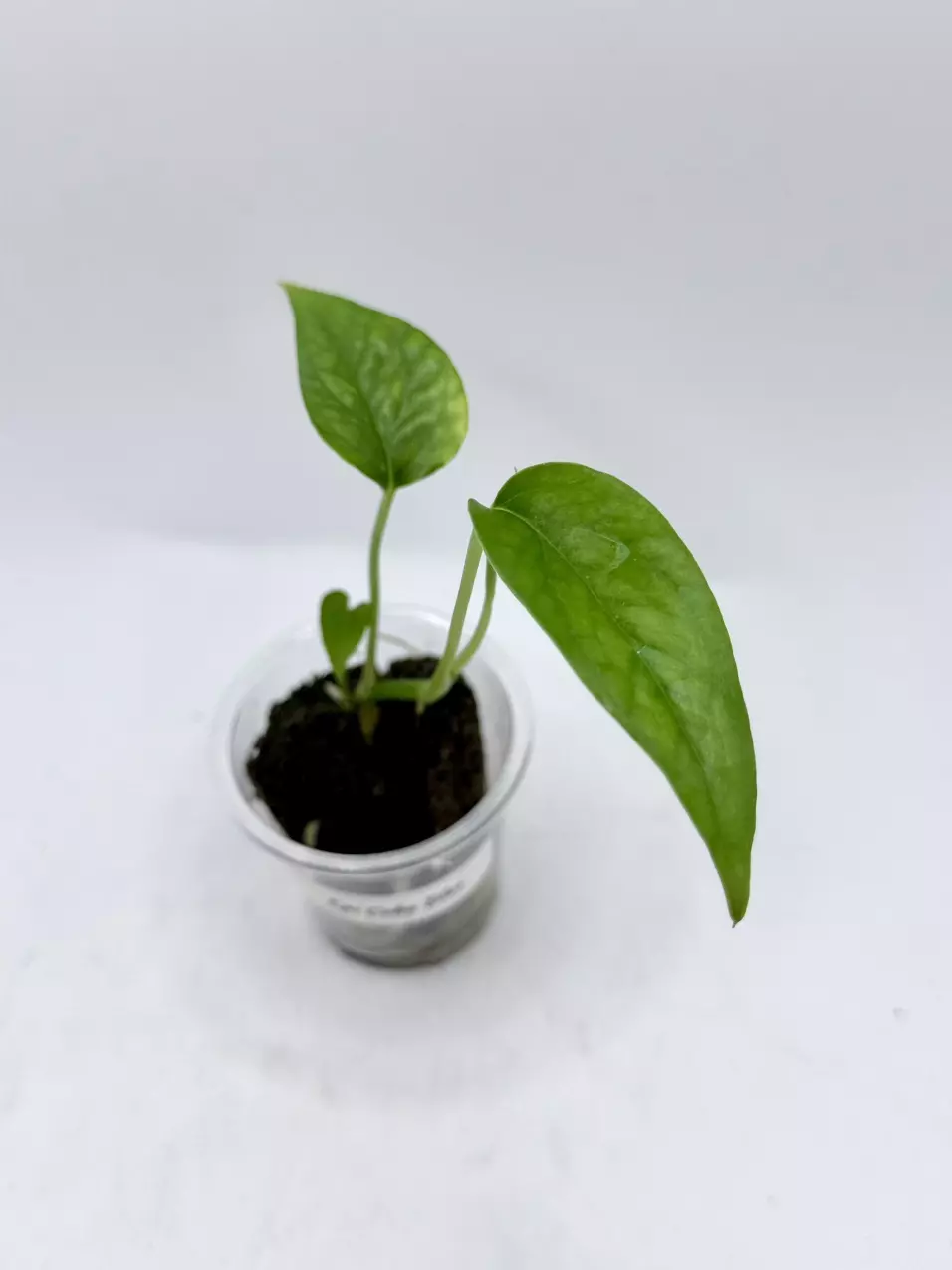 Cebu Blue Pothos thumbnail