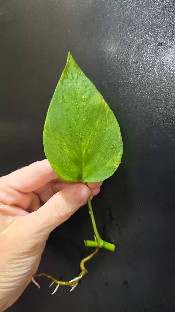 Epipremnum Aureum Alta Voltagem *rooted* cutting thumbnail