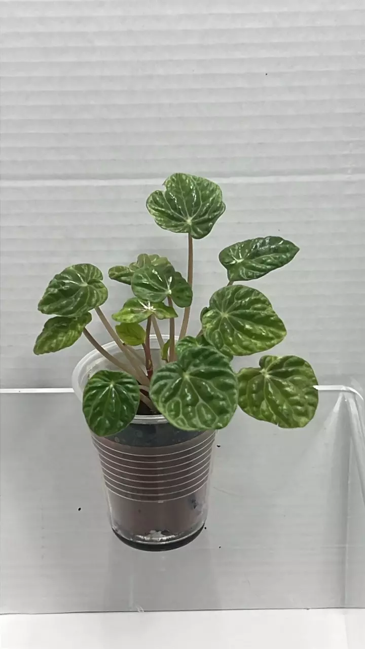 Pepperomia thumbnail