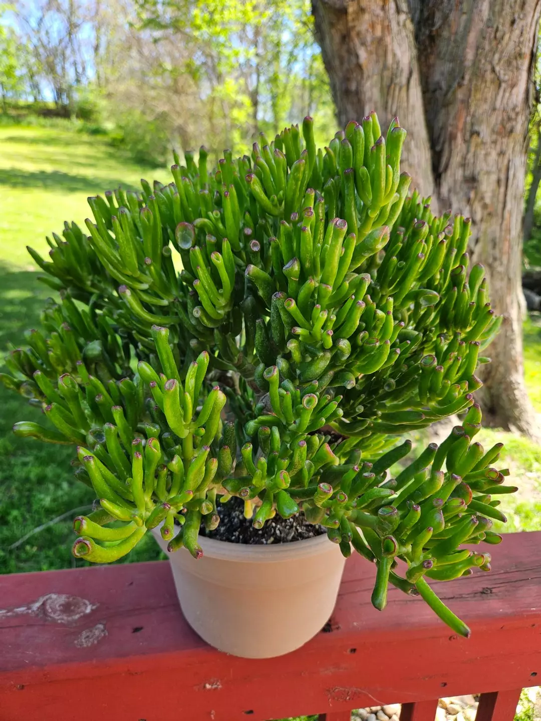 BIG MATURE Ogre Ears Crassula Ovata Bonsai thumbnail