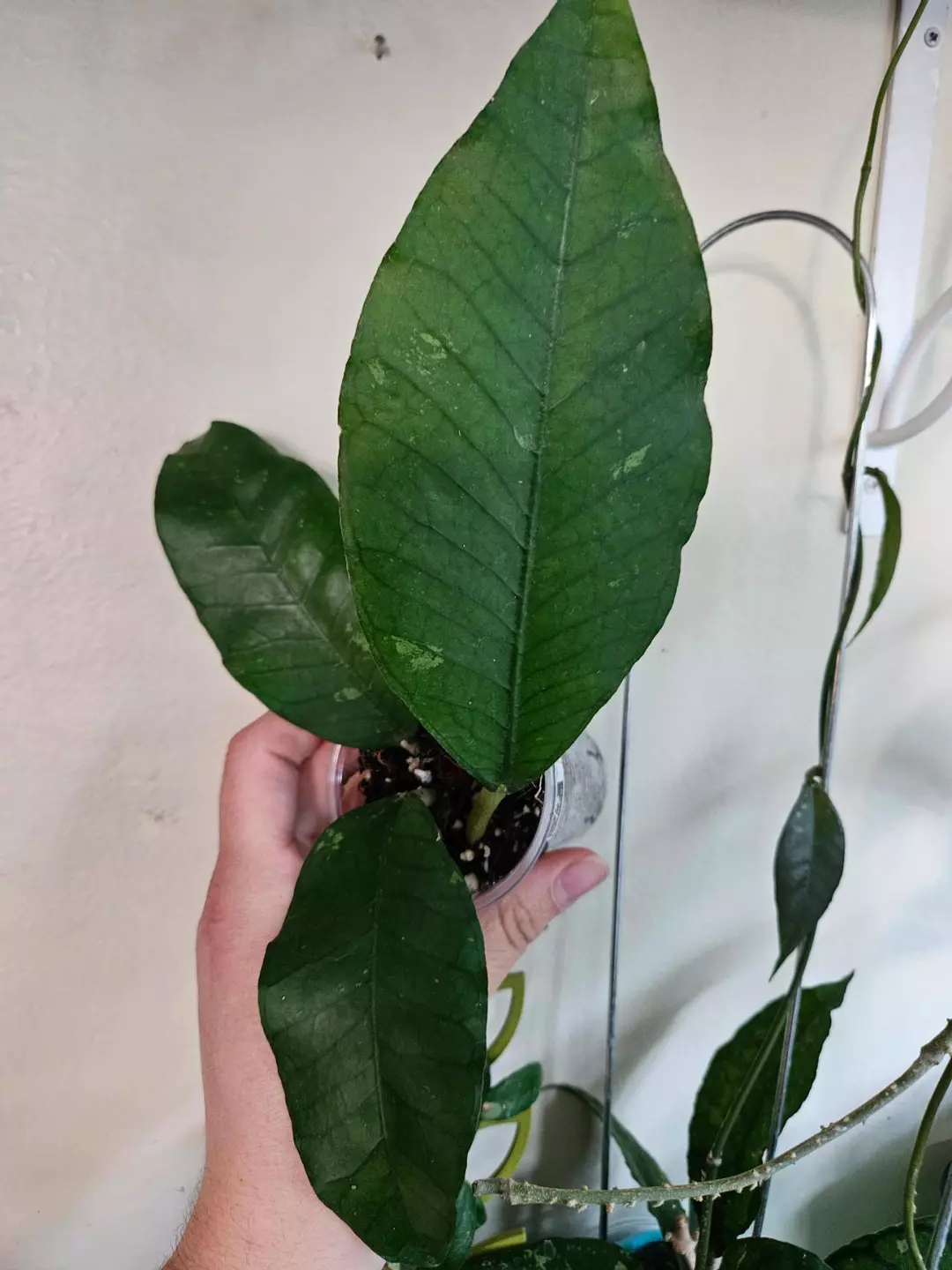 Hoya Aceh Brontofolia # 247 thumbnail