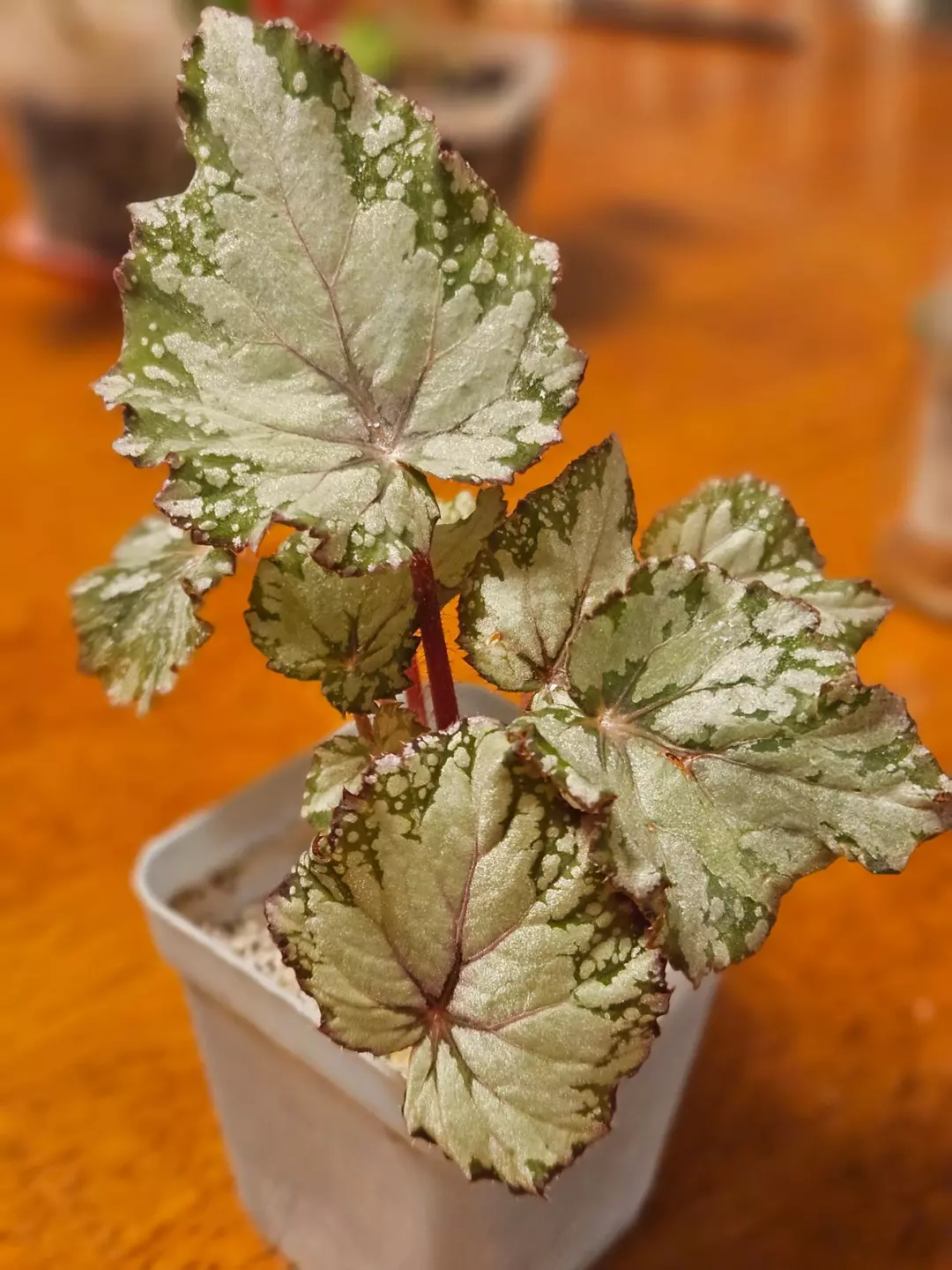 Begonia 'Asian Tundra' thumbnail