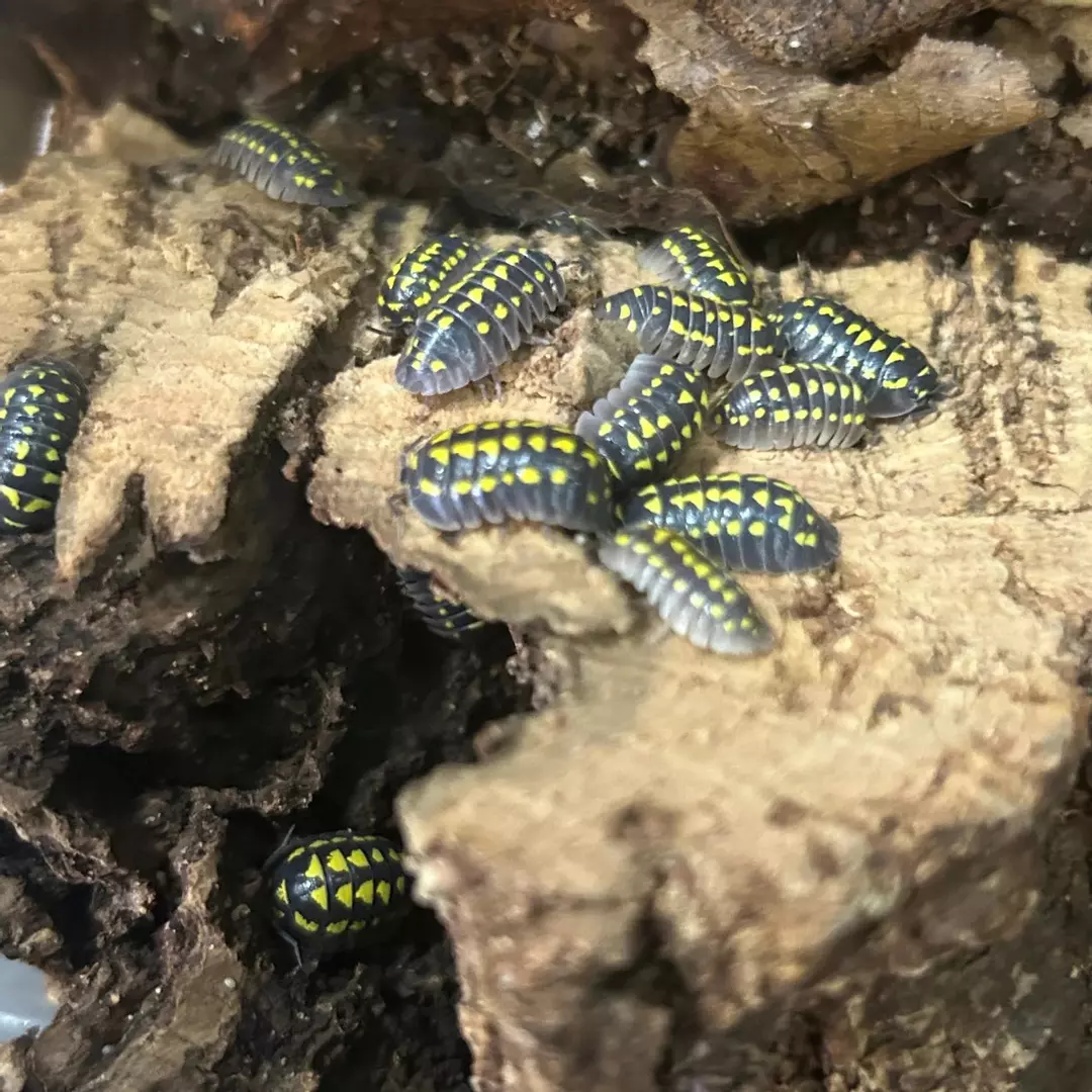 Armadillidium "Gestroi" 10 ct. thumbnail