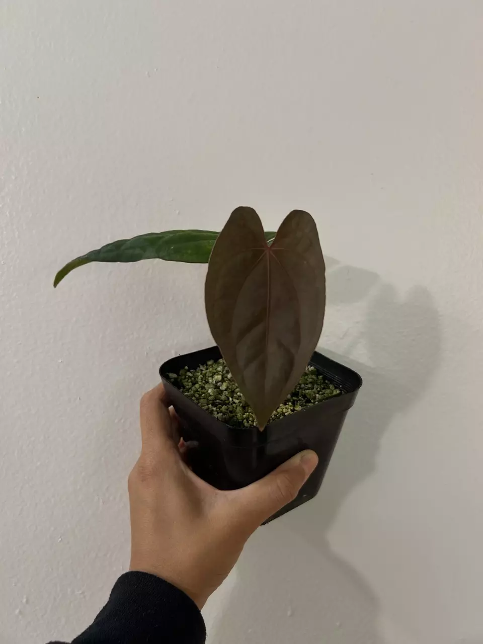 Anthurium Red Vein Dark Phoenix thumbnail