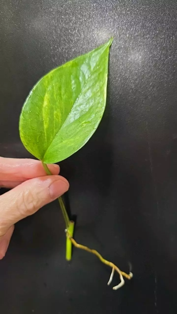 Epipremnum Aureum Alta voltagem *rooted* cutting thumbnail
