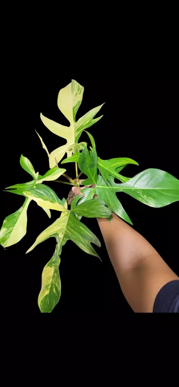 Philodendron florida beauty cutting thumbnail