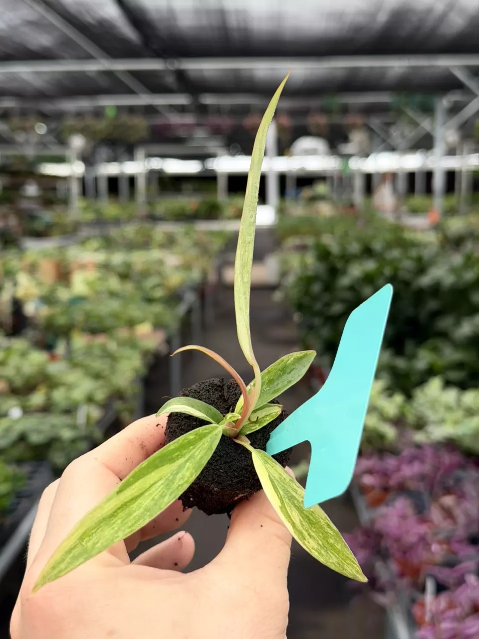 Philodendron Caramel Marble Variegated Specific Starter 8080DAP | F thumbnail