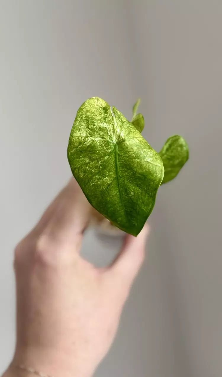Alocasia Odora Batik pup thumbnail