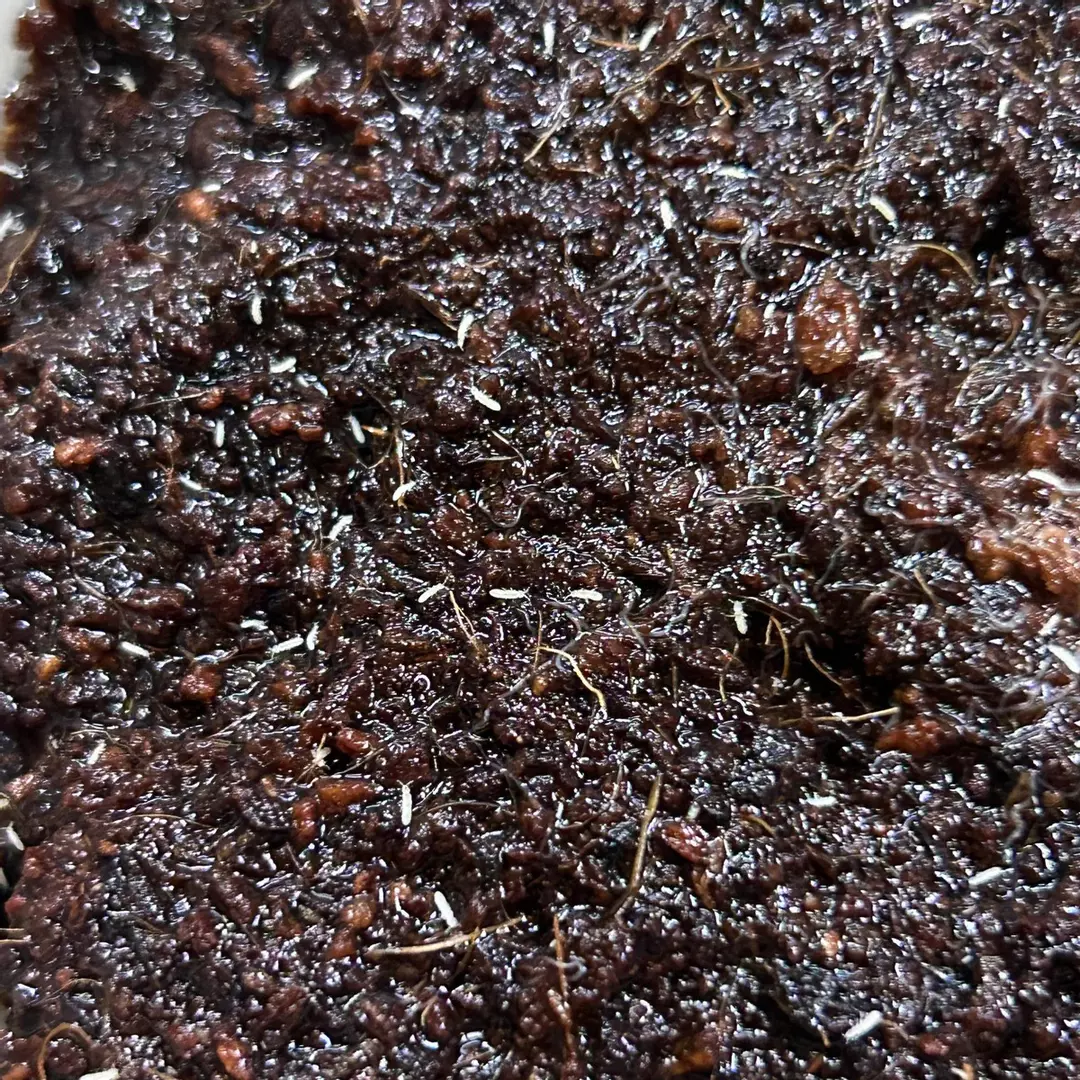 Temperate Springtails (Folsomia candida) 8 oz. Culture thumbnail
