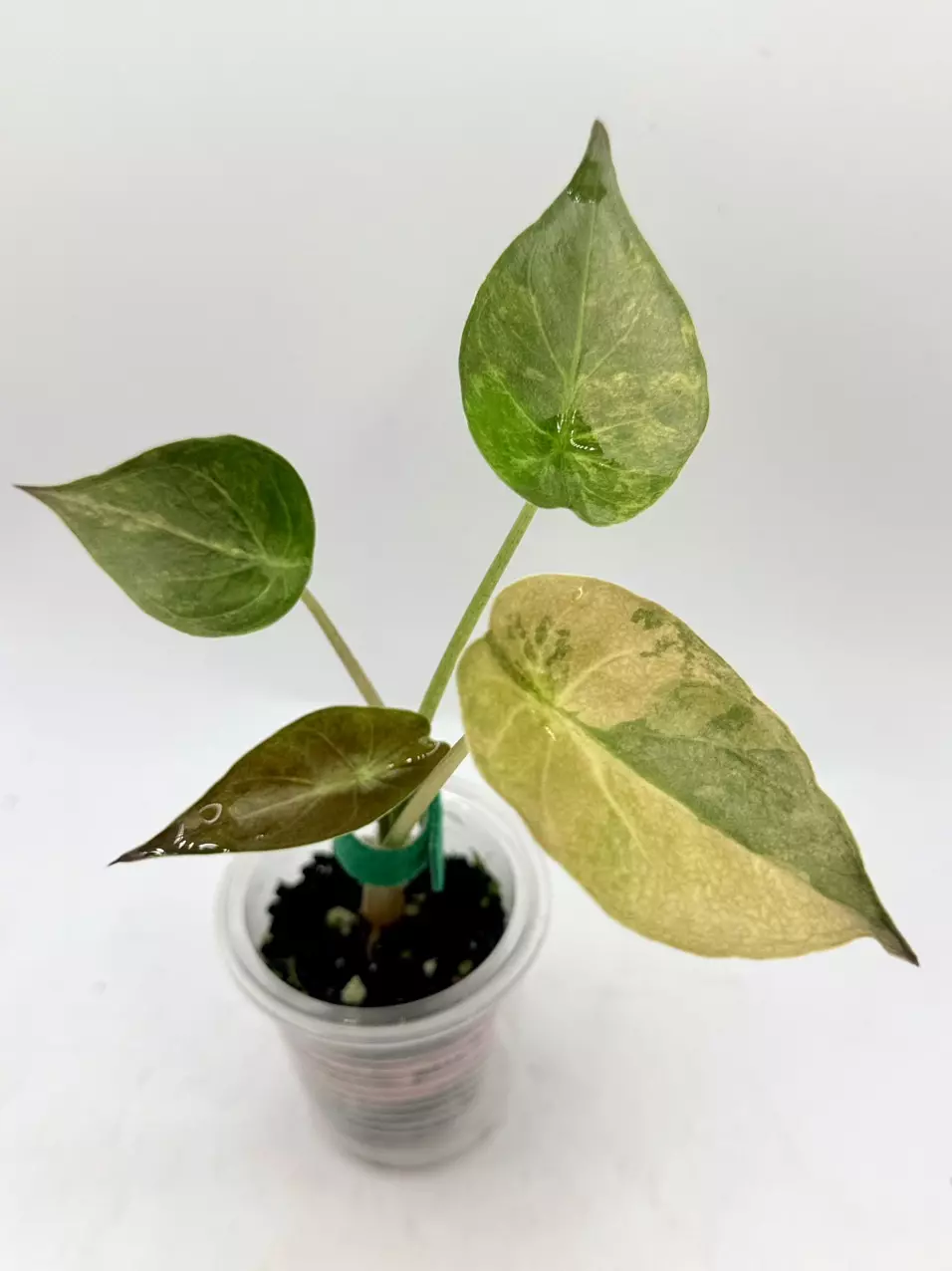 Alocasia Wentii Aurea teenish size thumbnail