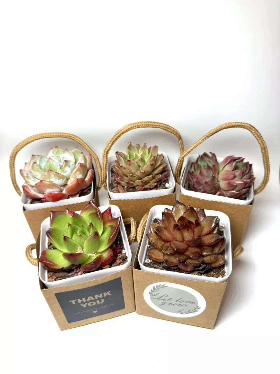 5 Live Succulent Favor Bags | Thank You Gift | Rustic Boho Party Favors thumbnail