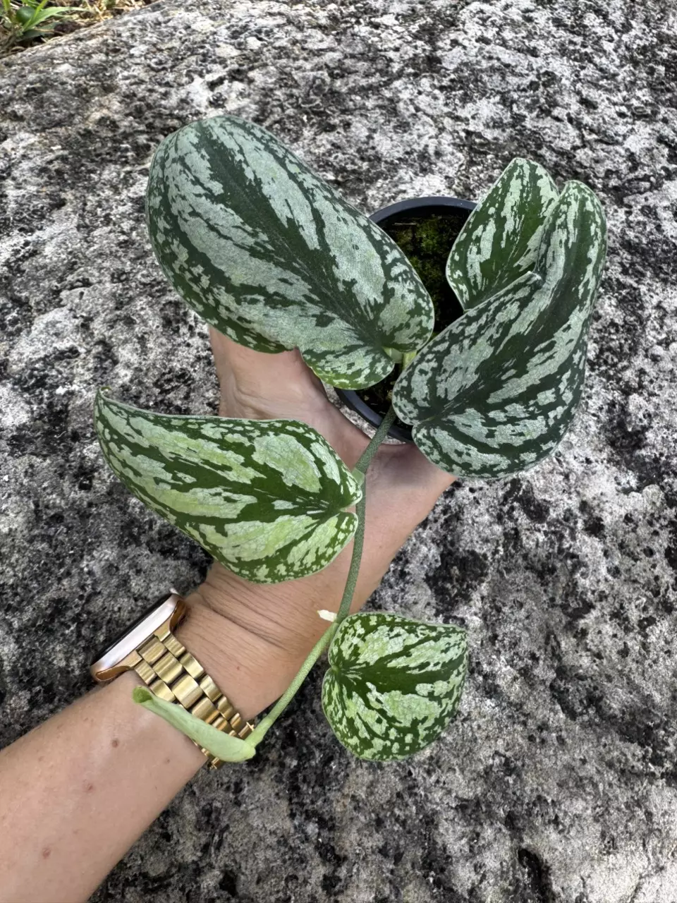 Scindapsus Tricolor 3” pot thumbnail