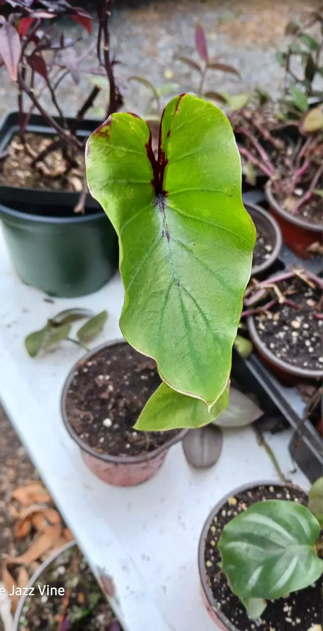Colocasia pharoahs mask thumbnail