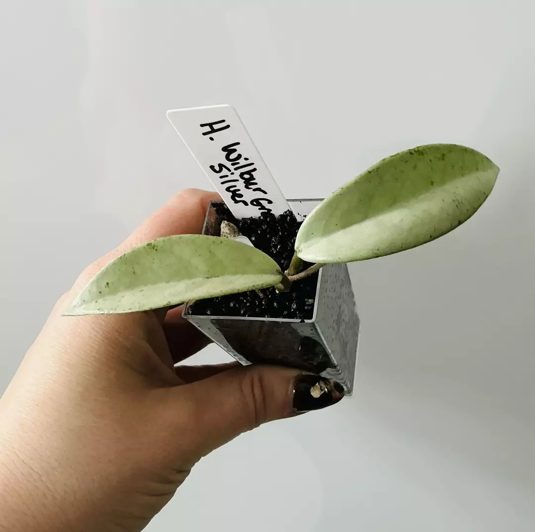 Hoya Wilbur Graves Silver from UPT thumbnail