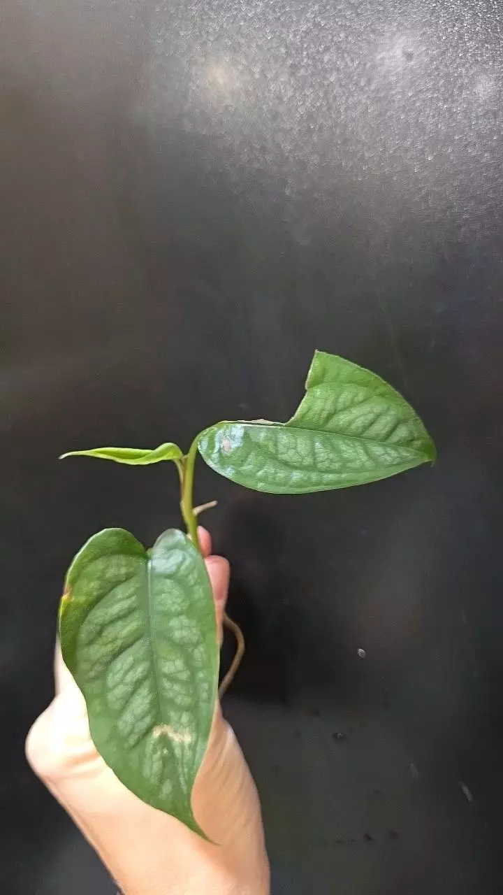 Monstera Siltepecana Variegated *rooted* cutting (low var) thumbnail