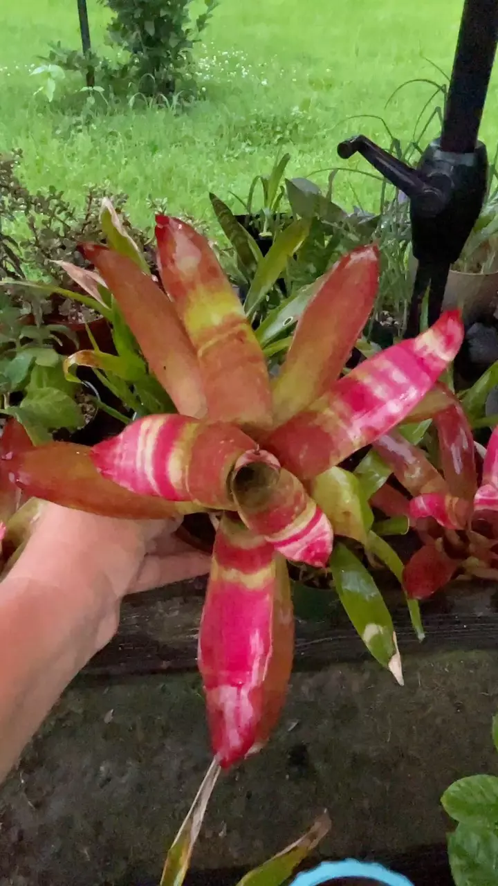 #2 Bromeliad thumbnail