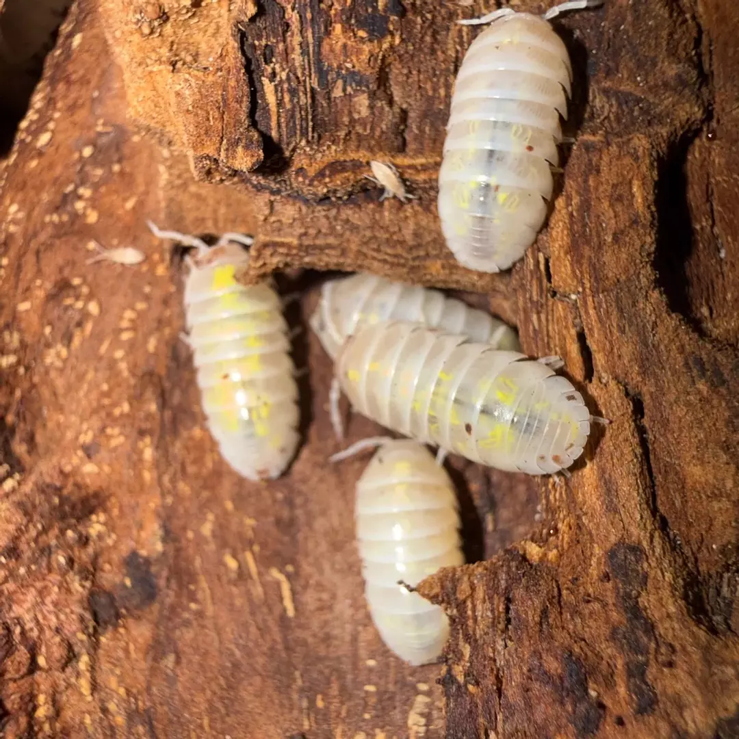 Japanese Magic Potions (Armadillidium vulgare) 10 count thumbnail