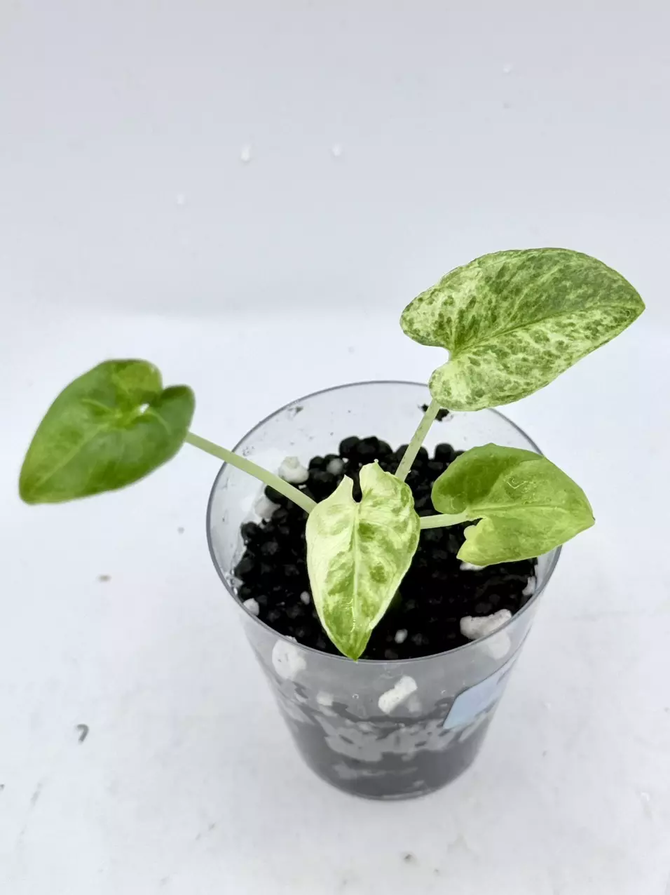 Alocasia Lauterbachiana Aurea thumbnail