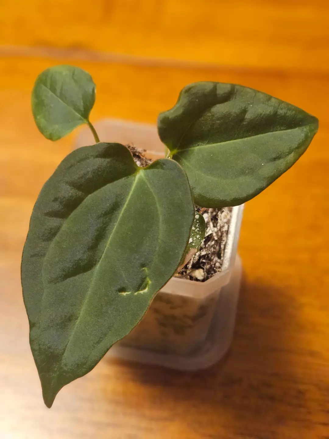 Anthurium Pap Gatorbod x Tim's Black thumbnail