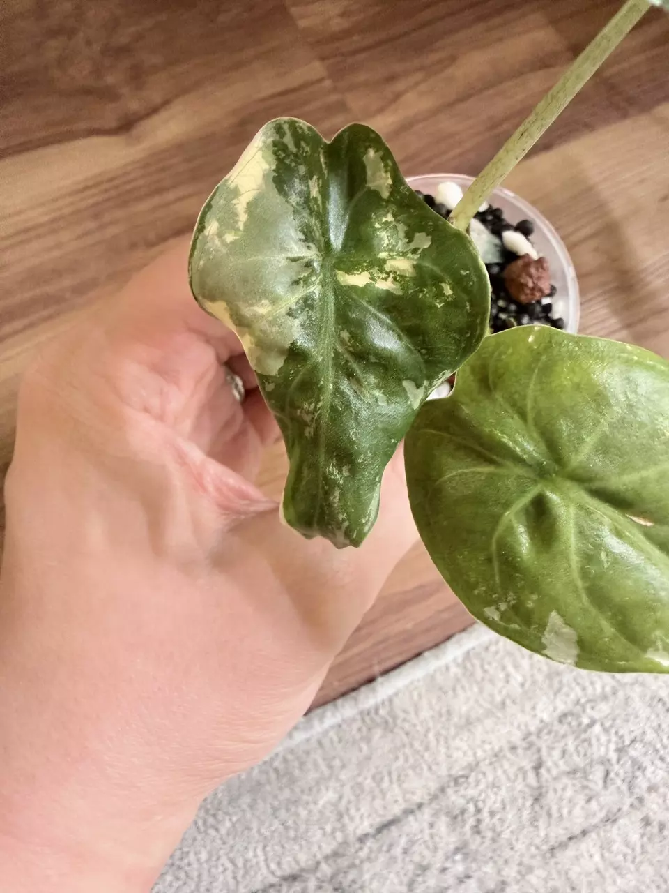 Alocasia Wentii Pink Albo thumbnail