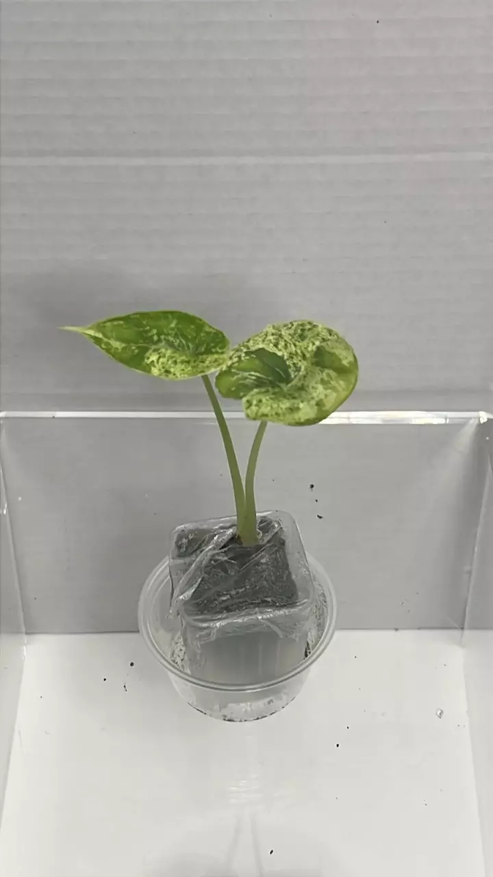 Dragon scale mint plug thumbnail