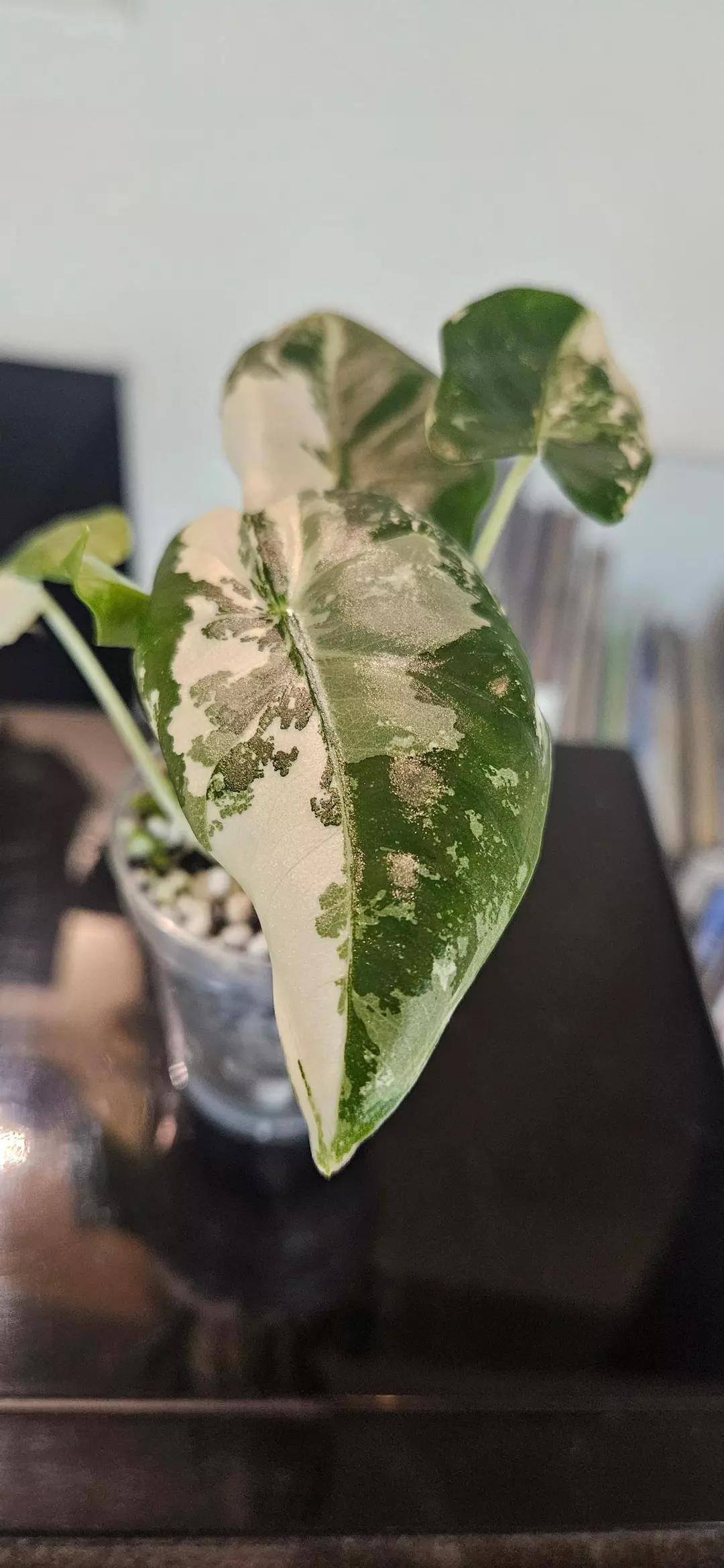Alocasia Frydek variegated thumbnail