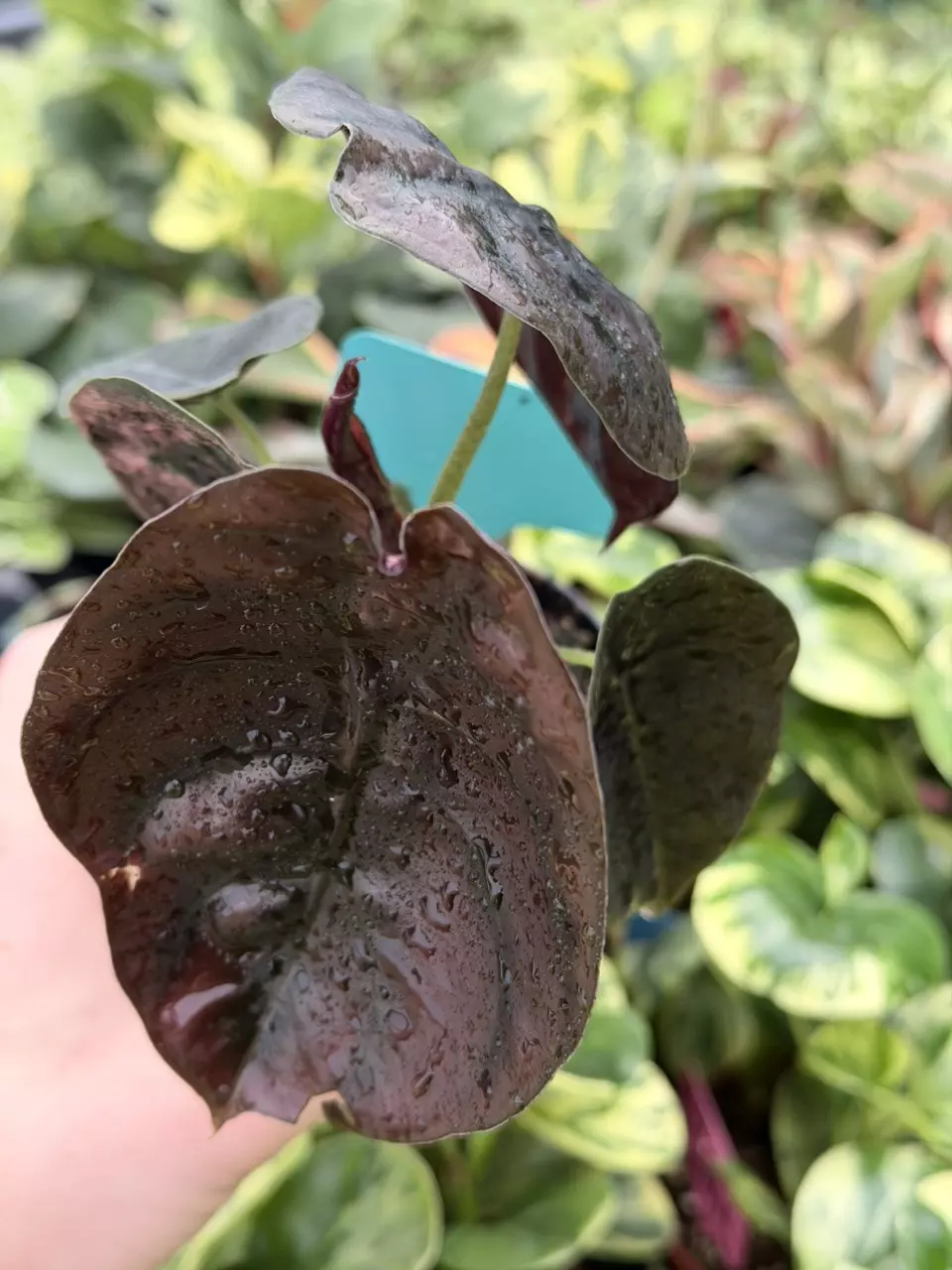 Alocasia Cuprea Red Secret Specific 4” Pot 8098DAP | F thumbnail