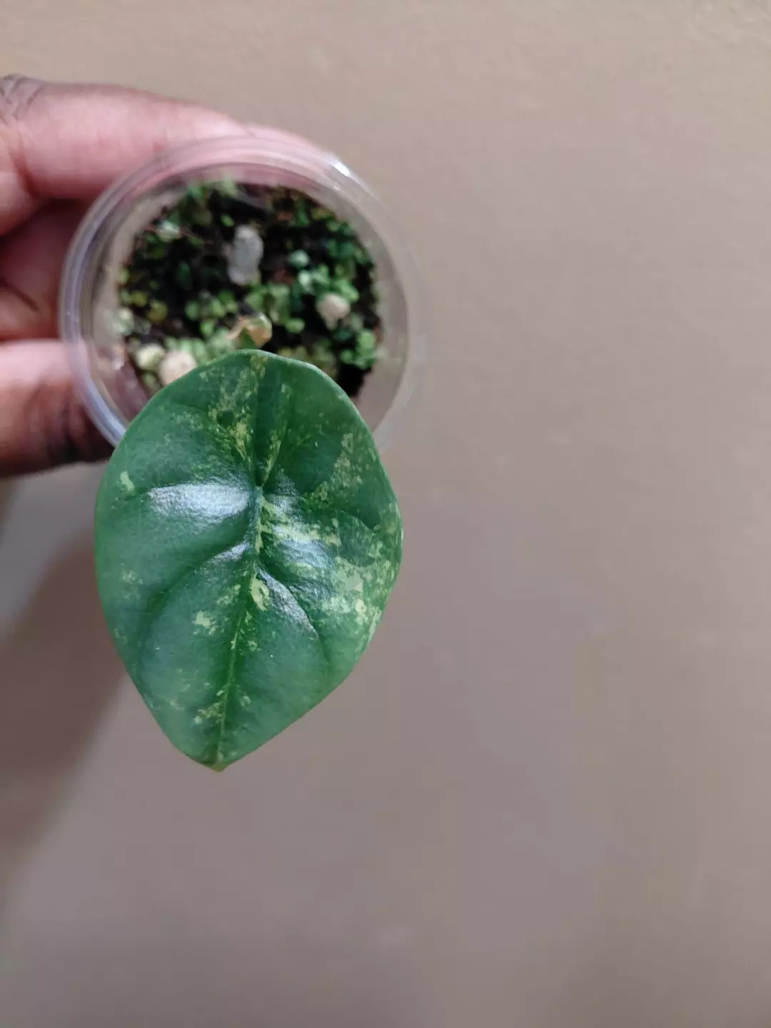 Alocasia Sinuata Aurea Pup Corm Grown thumbnail