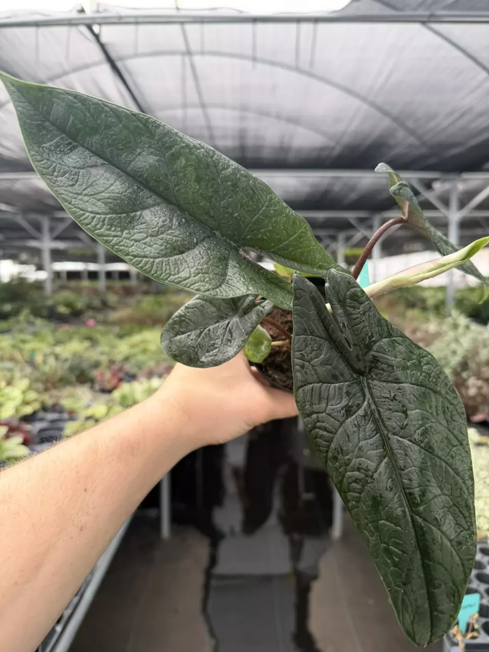 Alocasia Scalprum 4” Pot Specific 8097DAP | F thumbnail