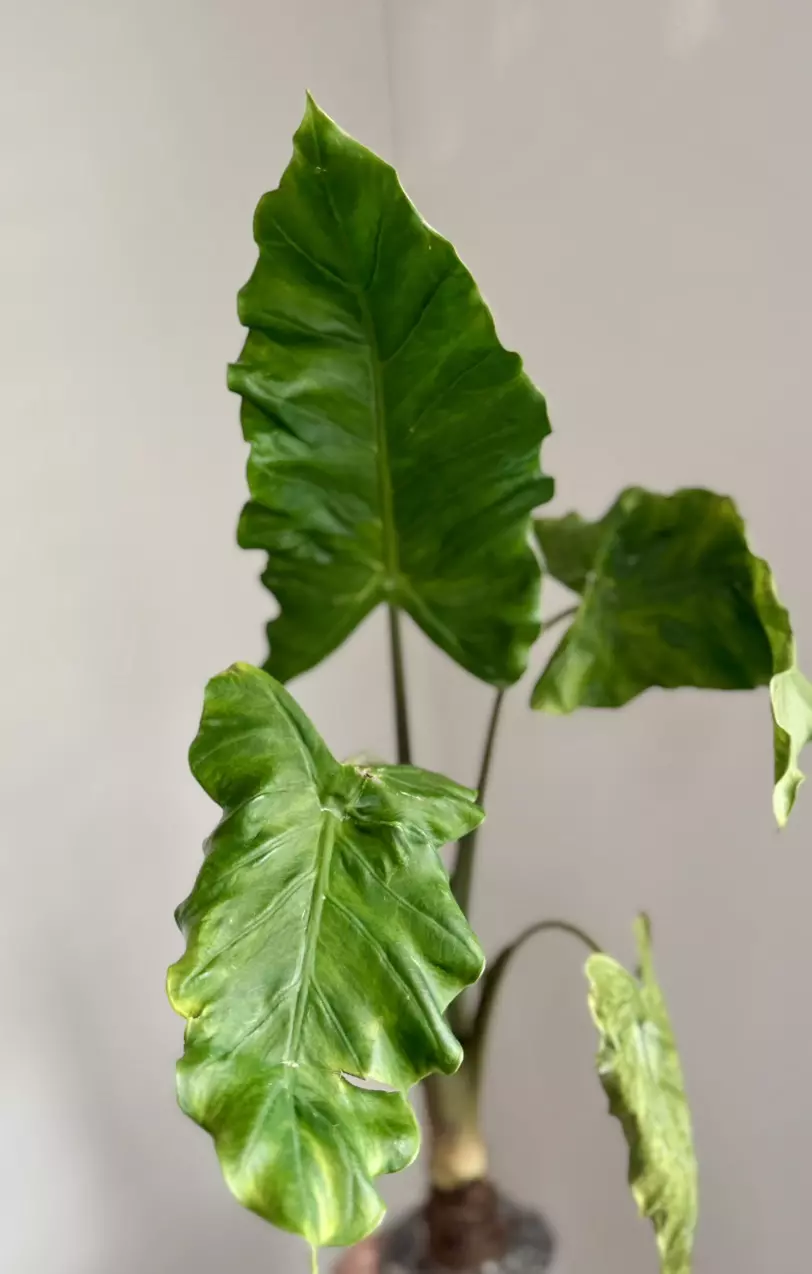 RARE Alocasia Boa Mutation Pup thumbnail