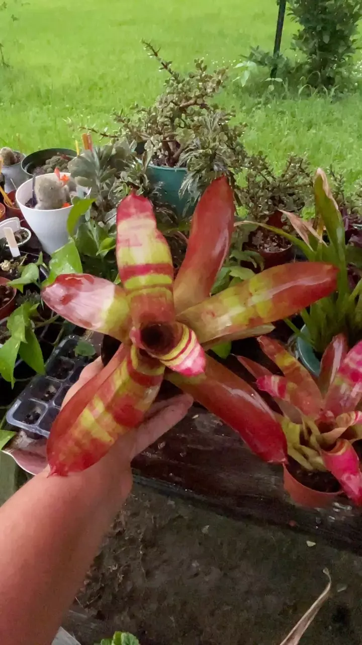 #3 Bromeliad thumbnail