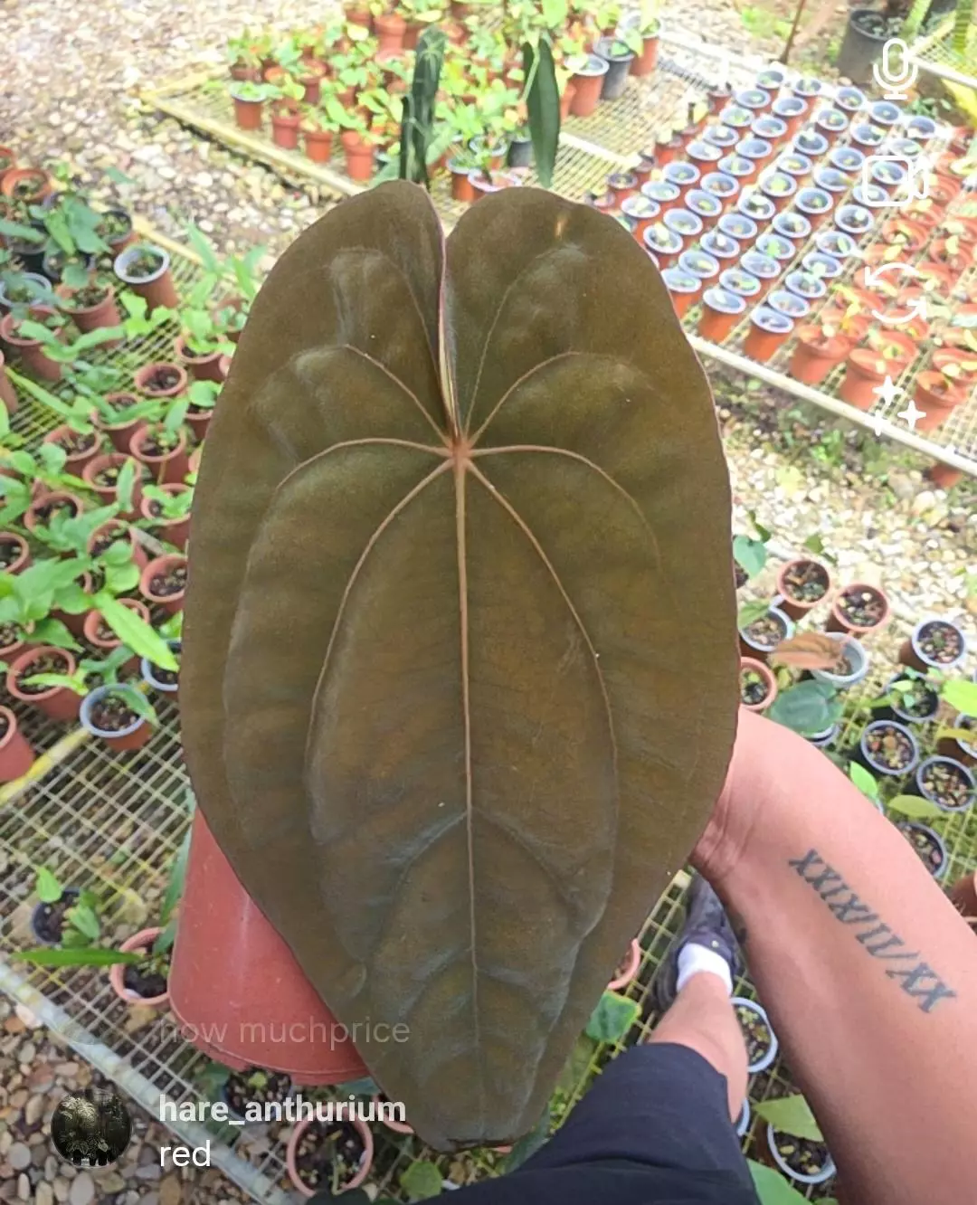 Anthurium dressleri • Eastern Panama • BLIND PRESALE • LARGE SIZE thumbnail