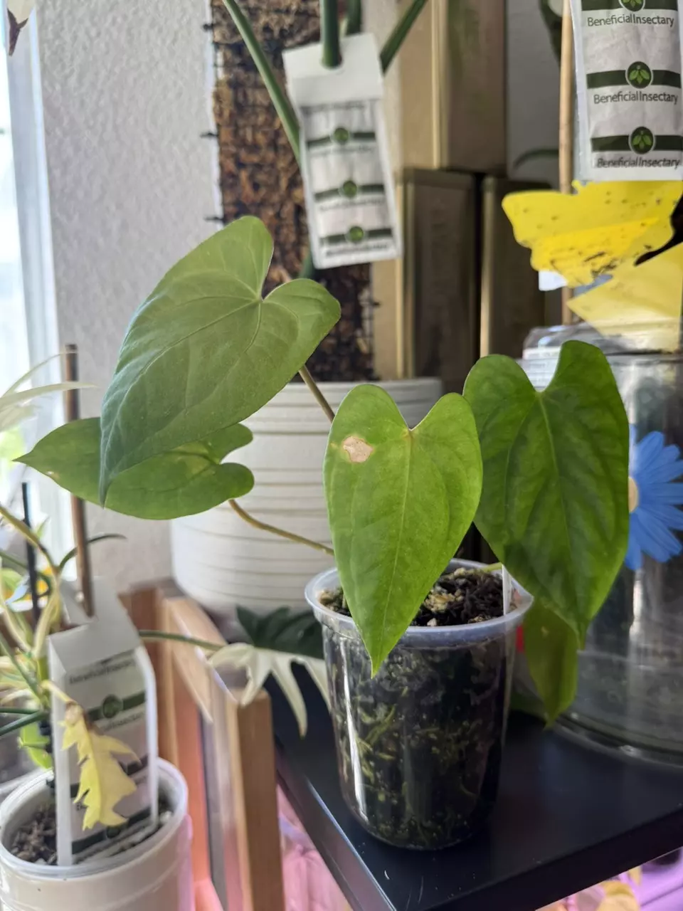 Dark Phoenix Anthurium 🌱🧚🏼 thumbnail