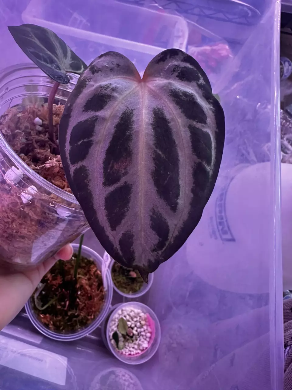 Anthurium Carla OG1 x RA 14 high color offset thumbnail