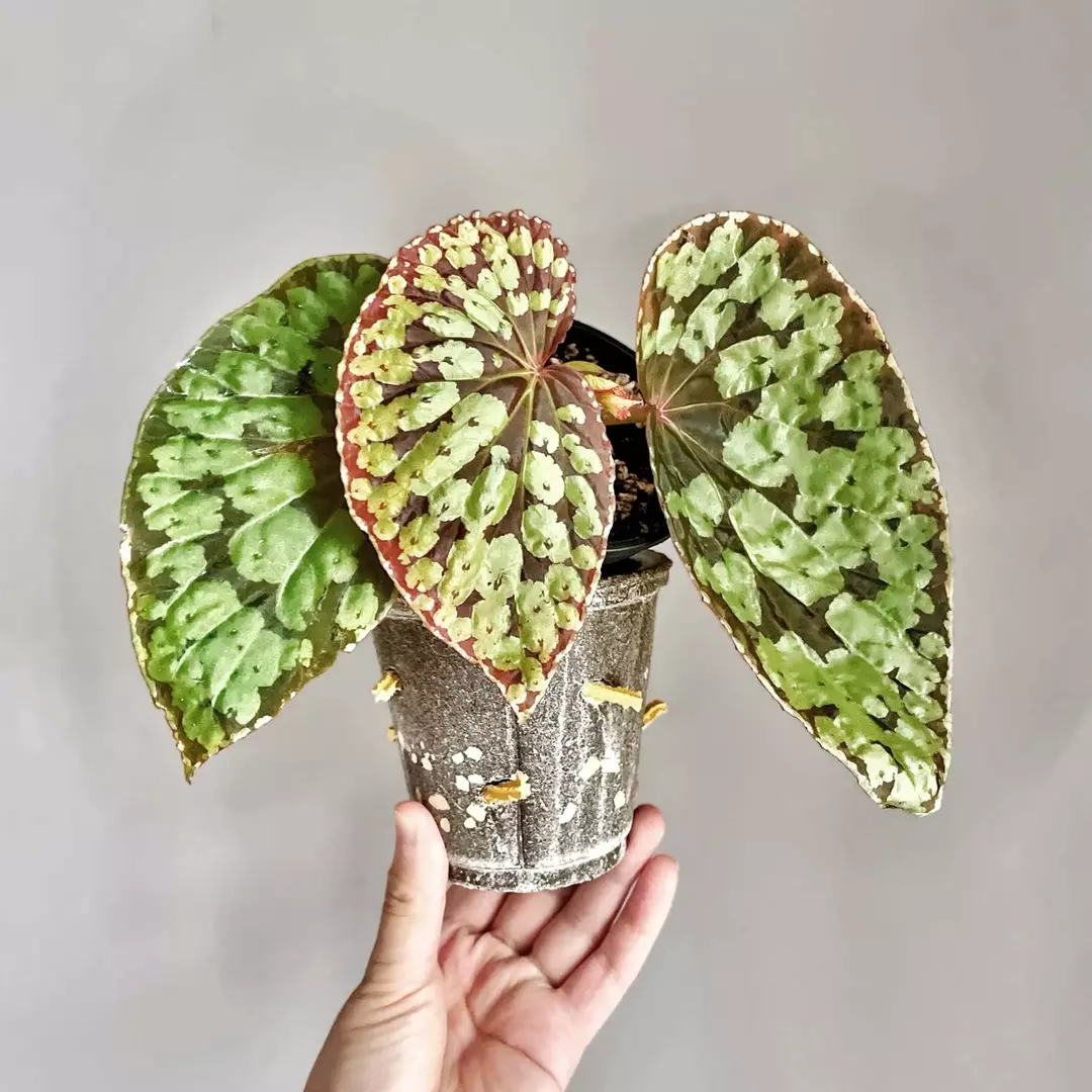 Begonia Kalimantan tc 1 pack growers choice thumbnail