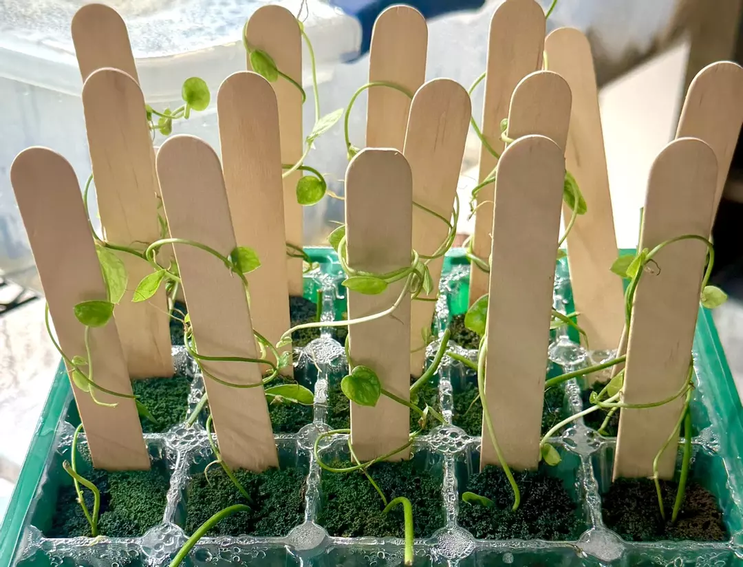 Monstera Dubai Starter Rooted Plug On Stick So Cool! thumbnail