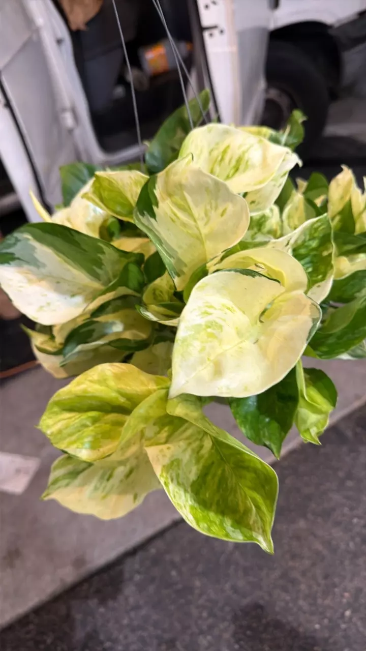 Manjula Pothos (Epipremnum aureum 'Manjula' thumbnail