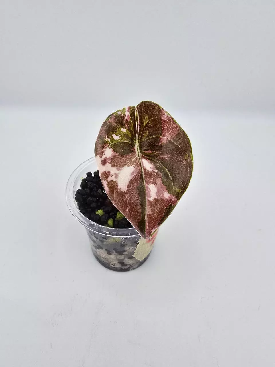 Cuprea true pink from corm thumbnail