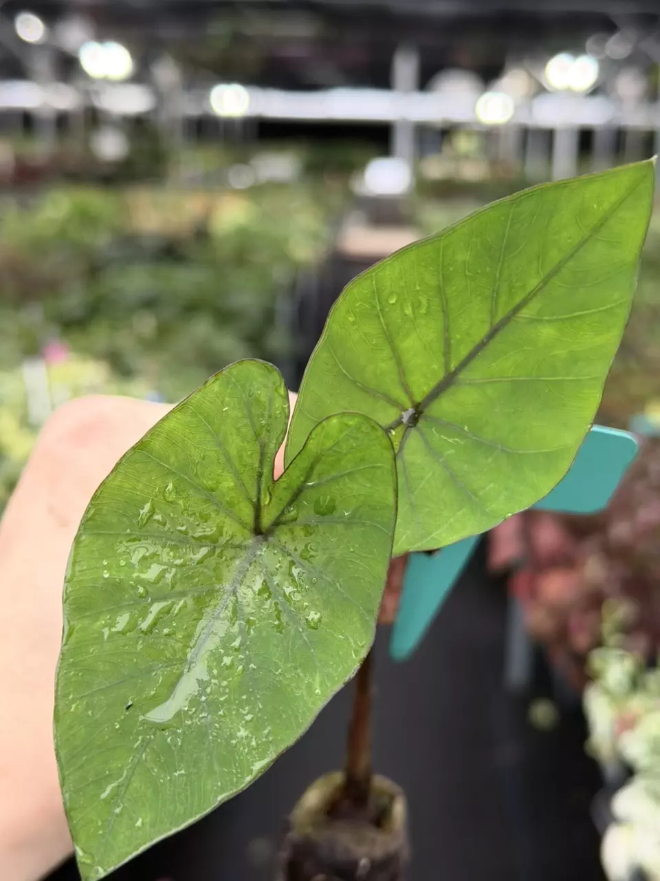 Colocasia Coffee Cup Specific Starter 8536DAP | F thumbnail