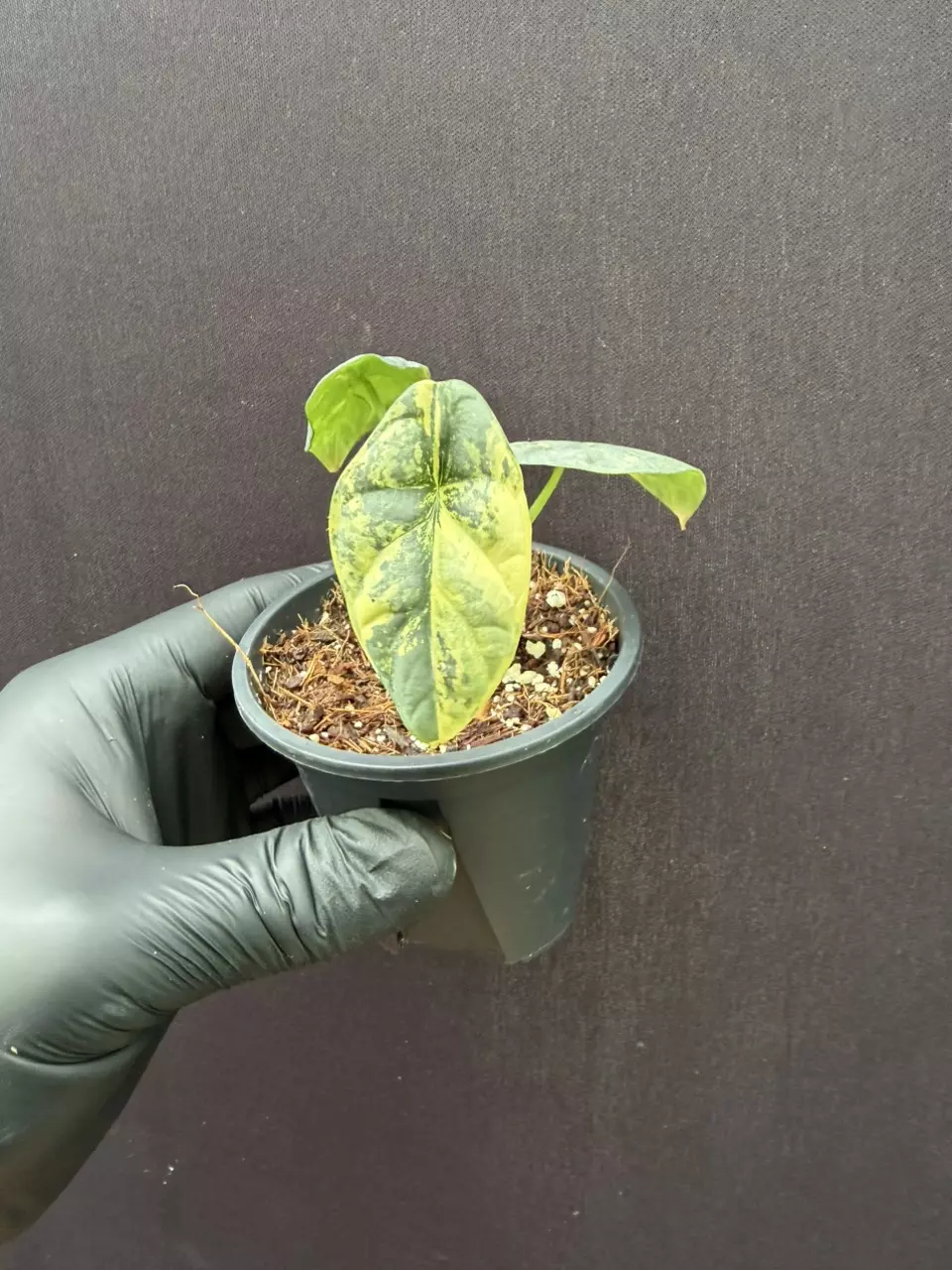 Alocasia Silver Dragon Aurea *Exact Specimen thumbnail