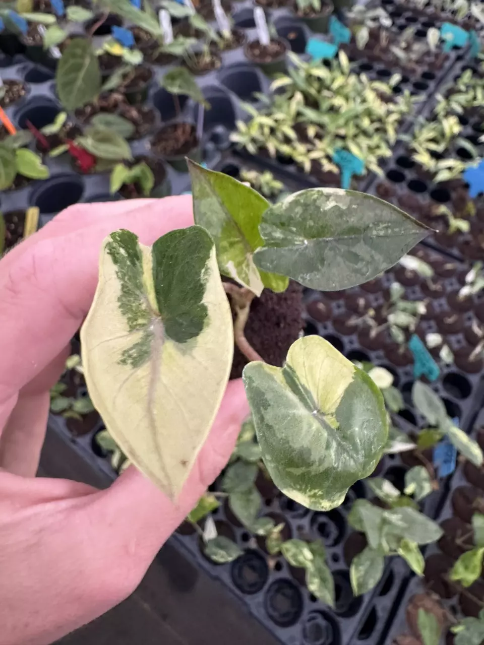 Alocasia Yucatán princess var (Albo/pink) starter plant growers choice thumbnail