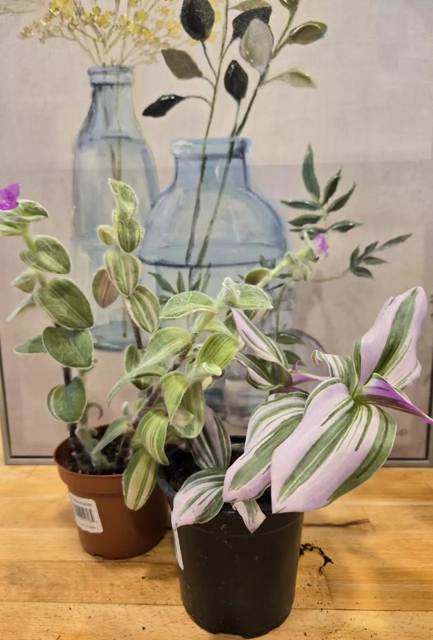 💜 Tradescantia Bundle - Nanouk + ‘Wondering Jew Velvet Stripe’ 💜 thumbnail