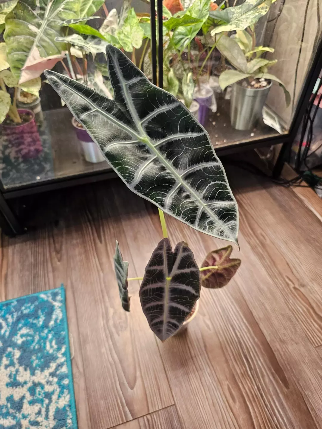 Alocasia Watsoniana Lightning CORM thumbnail