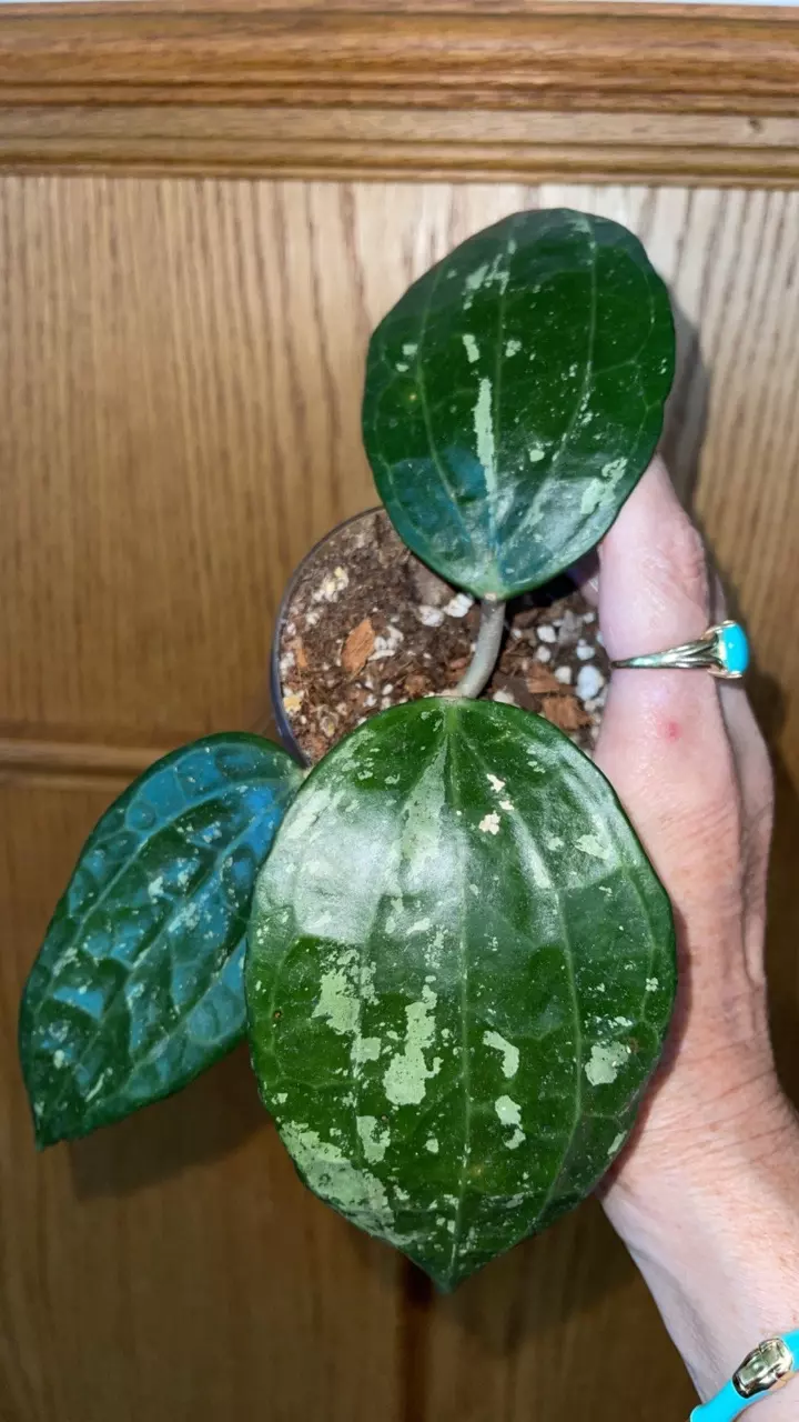 507 Hoya latifolia (West Java) thumbnail