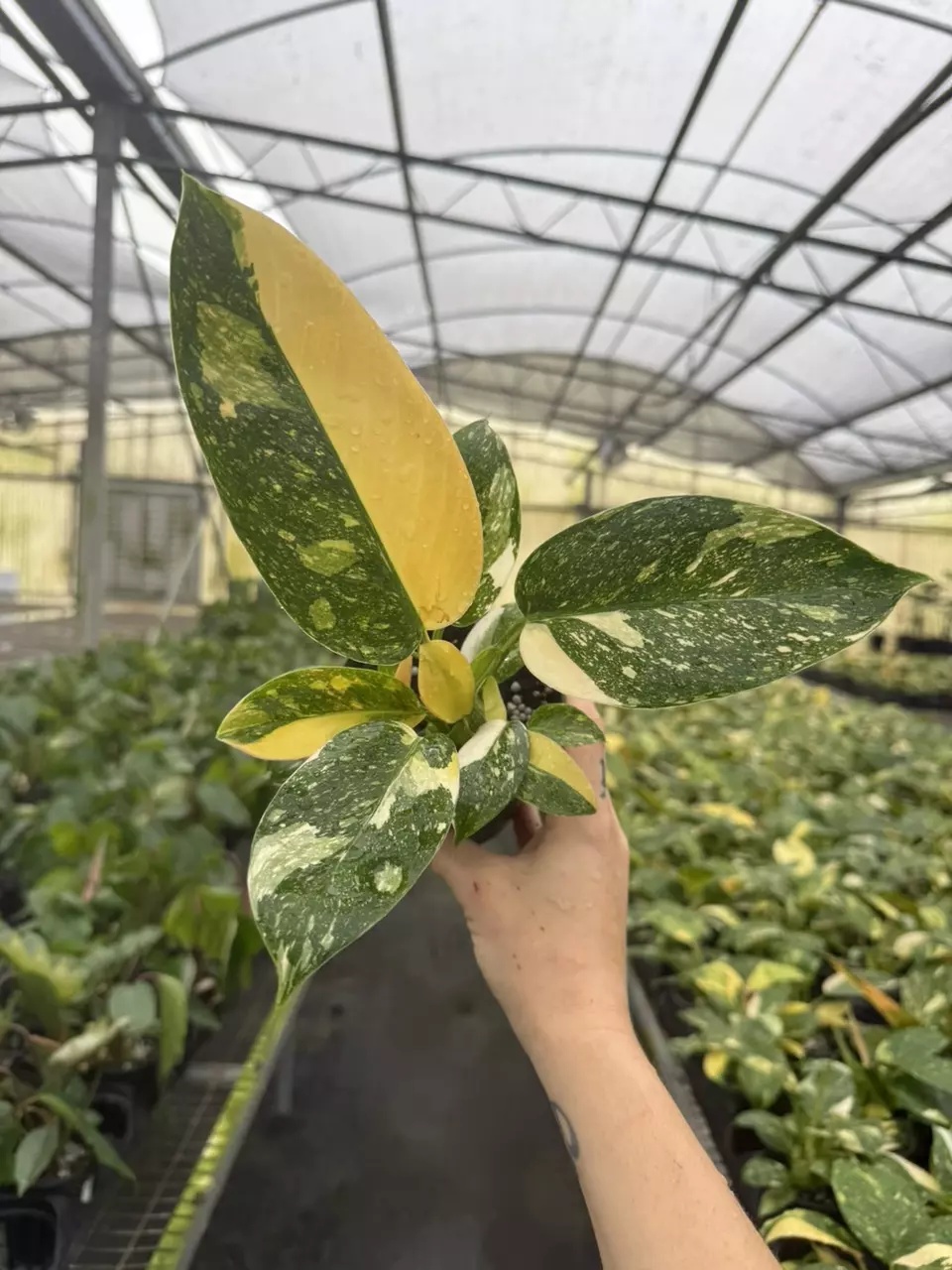 Philodendron Green Congo Nuclear 4” thumbnail