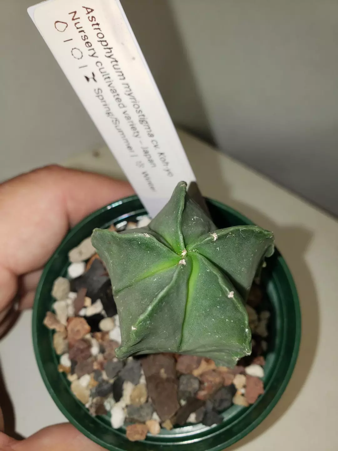 Astrophytum myriostima cv Kohyo thumbnail