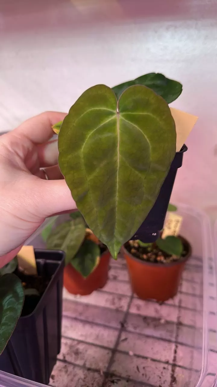 Anthurium blue velvet x AOS X Carla x bvep thumbnail
