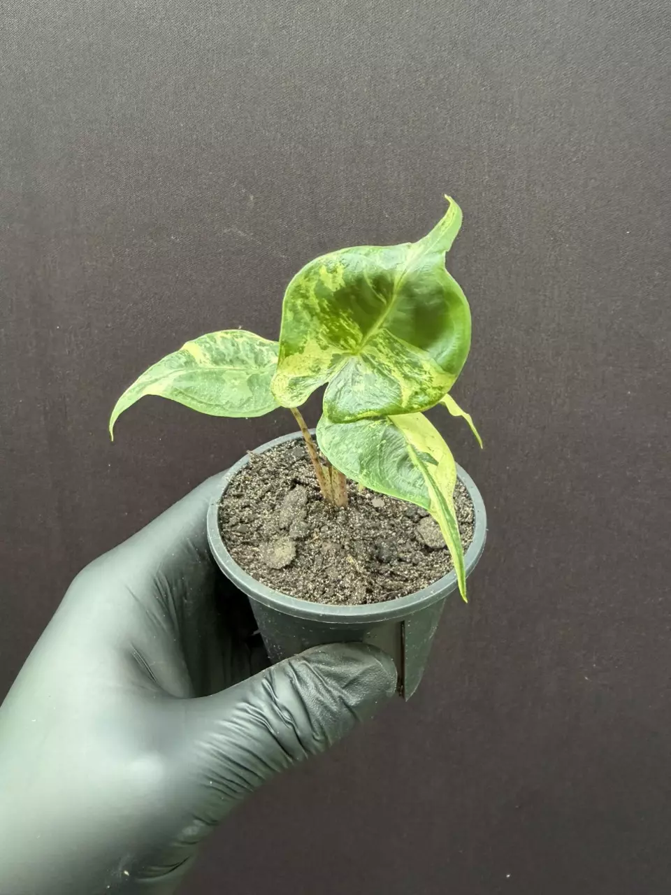 Alocasia Stingray Aurea *Grower’s Choice thumbnail